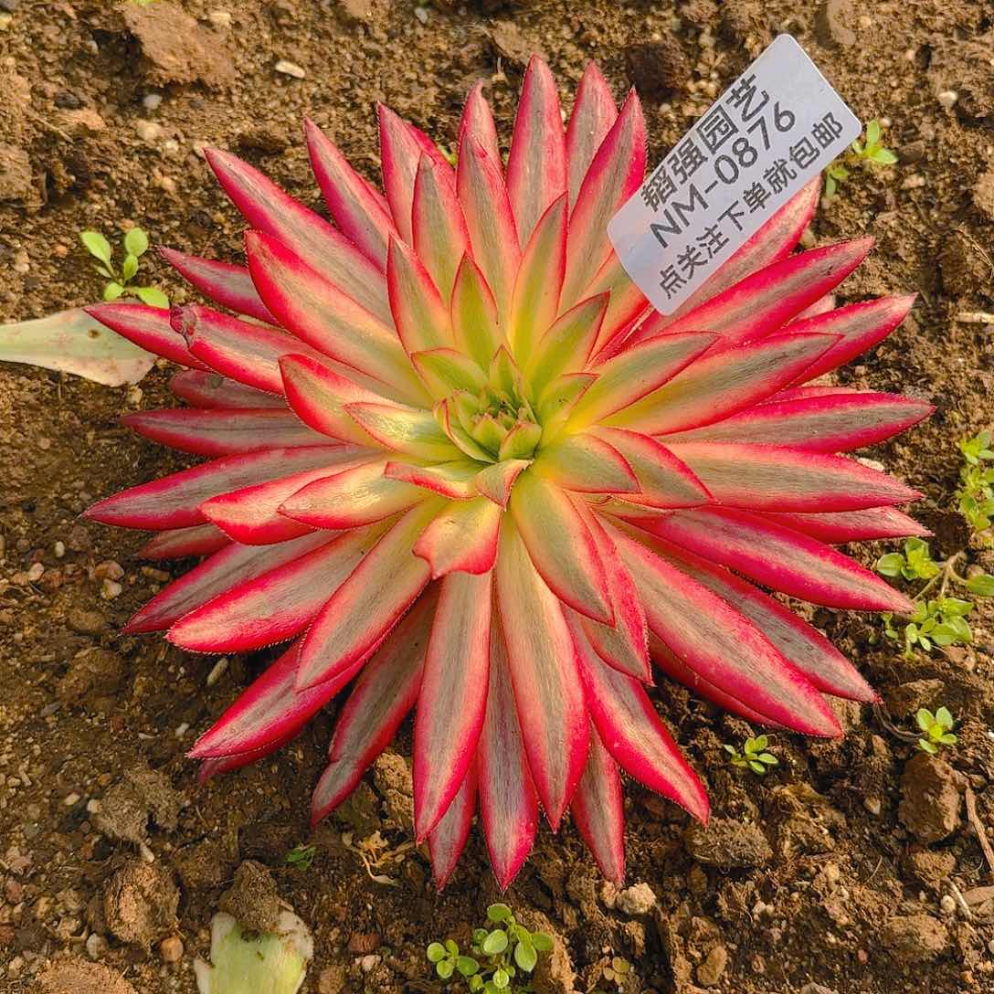 朱雀多肉植物876