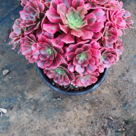 陌***雨无花朵美杜莎法师多肉植物34号