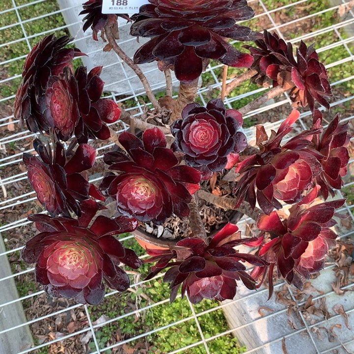 188黑同多肉植物
