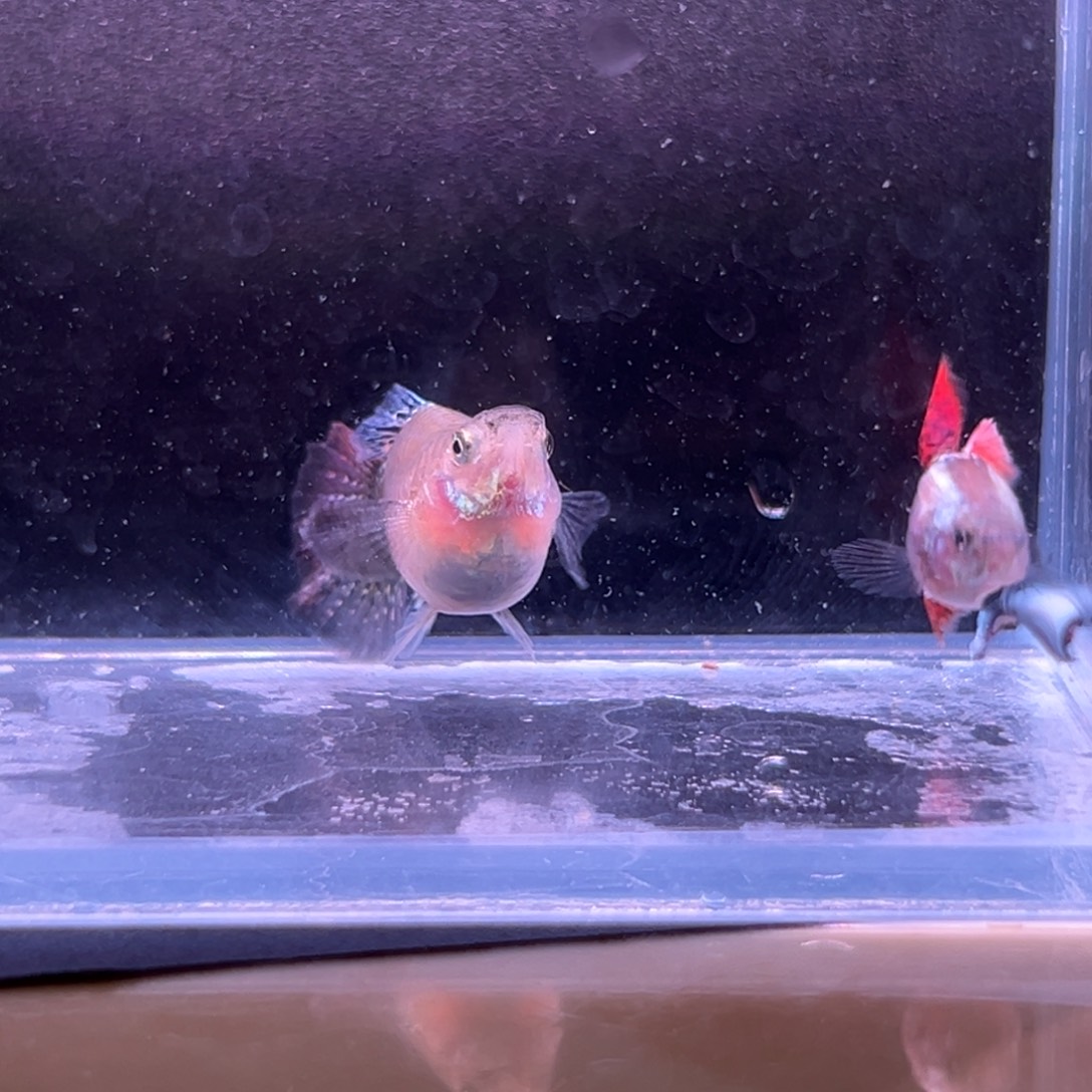 孔雀鱼龙鳞球一对