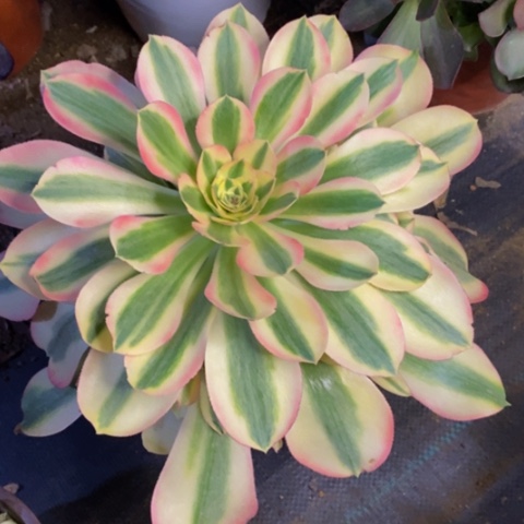 香妃多肉植物量拍