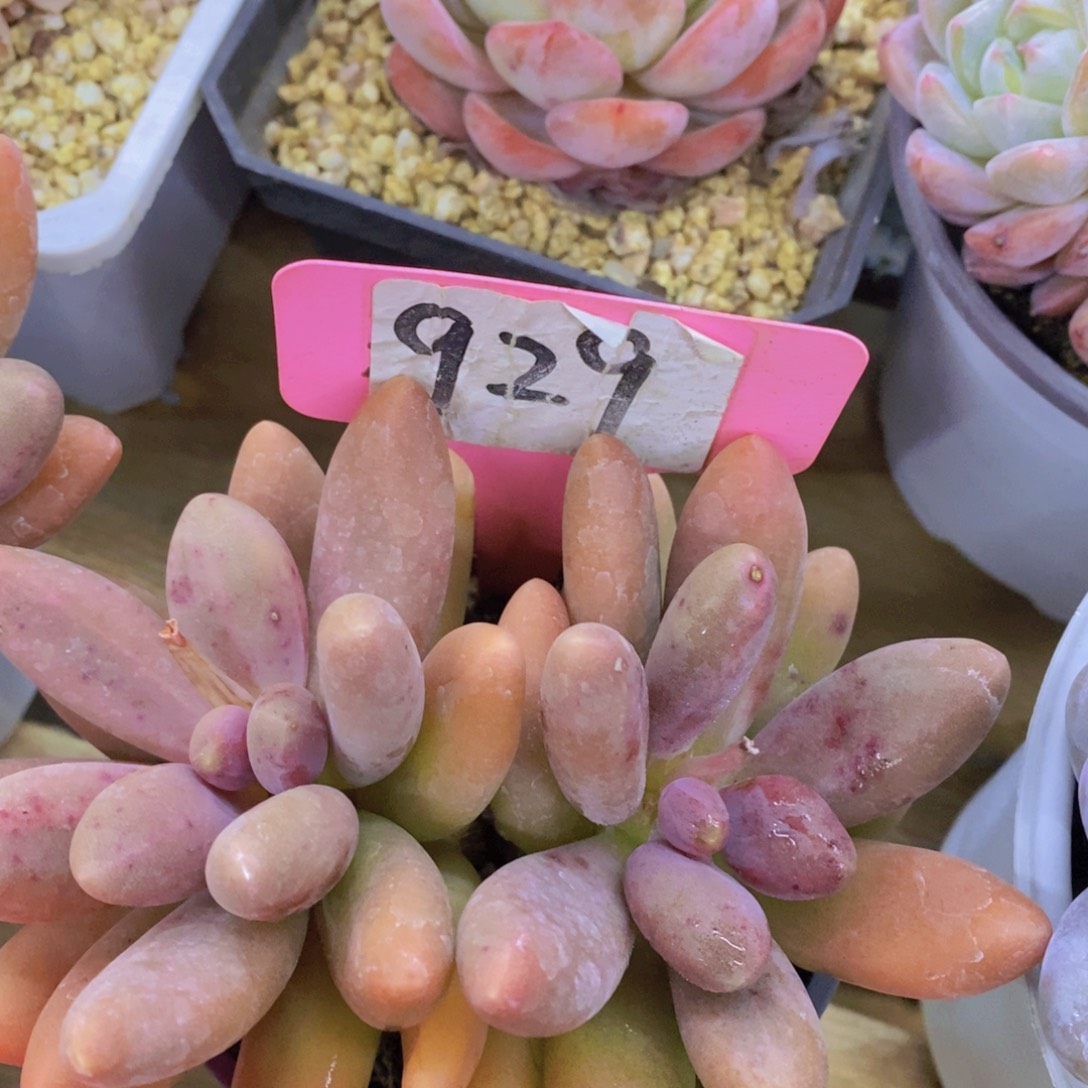 活动专场第一场，5送1