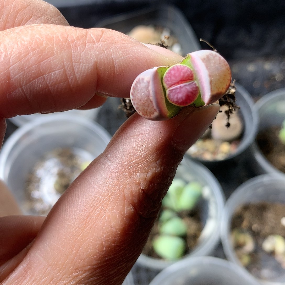 E258多肉植物保护