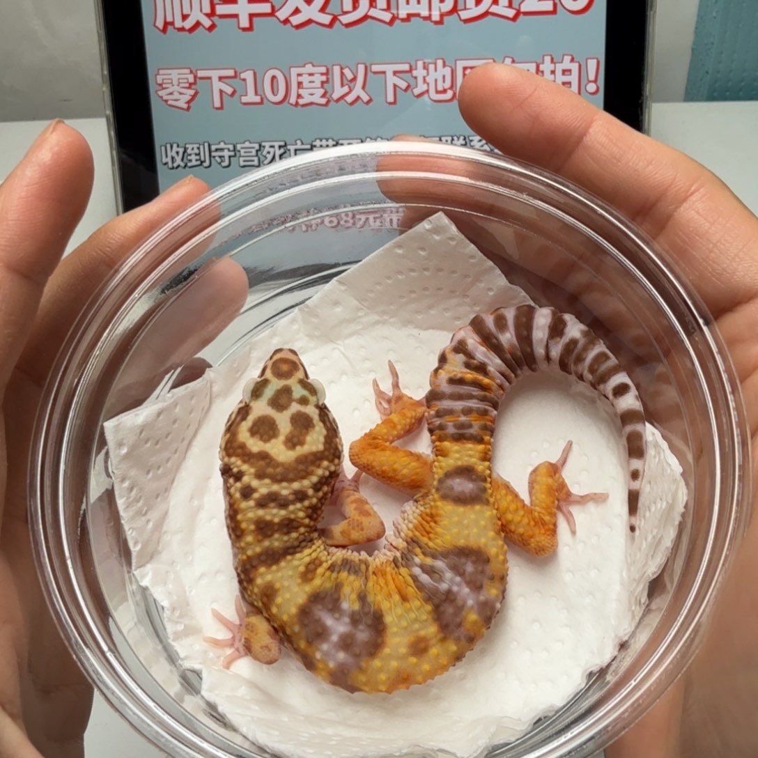 豹纹守宫橘白弟弟