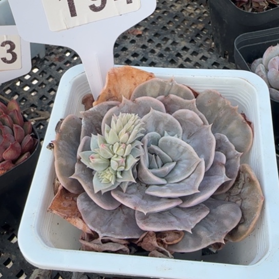 194 一物一拍多肉