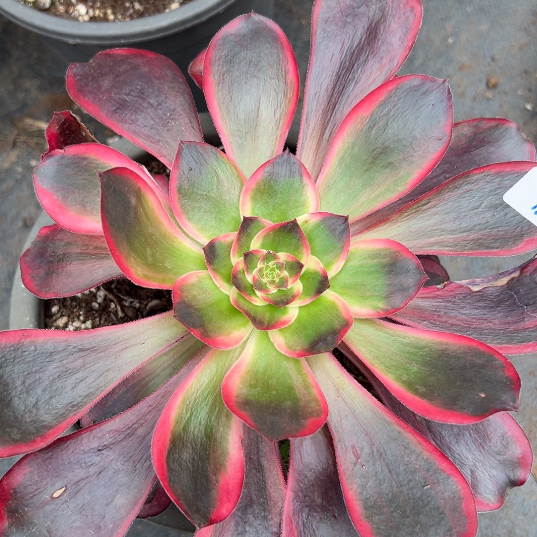 159红魔女多肉嘻嘻嘻