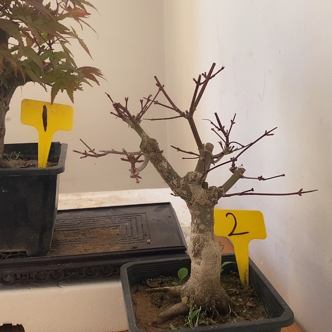 无花朵初星星枫树