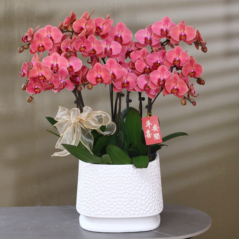 蝴蝶兰【喜乐】带花带盆组好伴手礼送礼茶桌婚礼客厅美化装饰