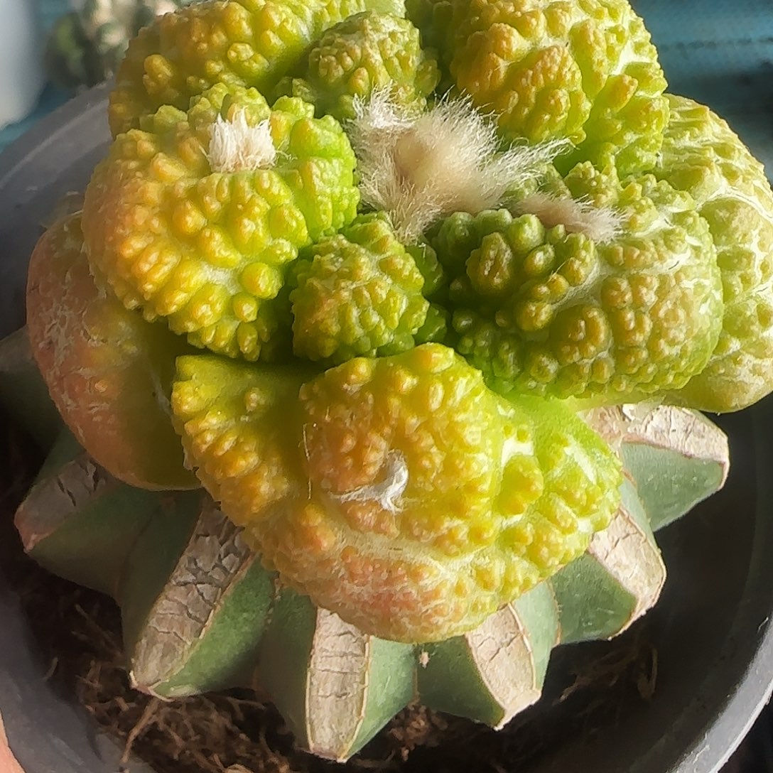 龟甲锦190仙人球开花
