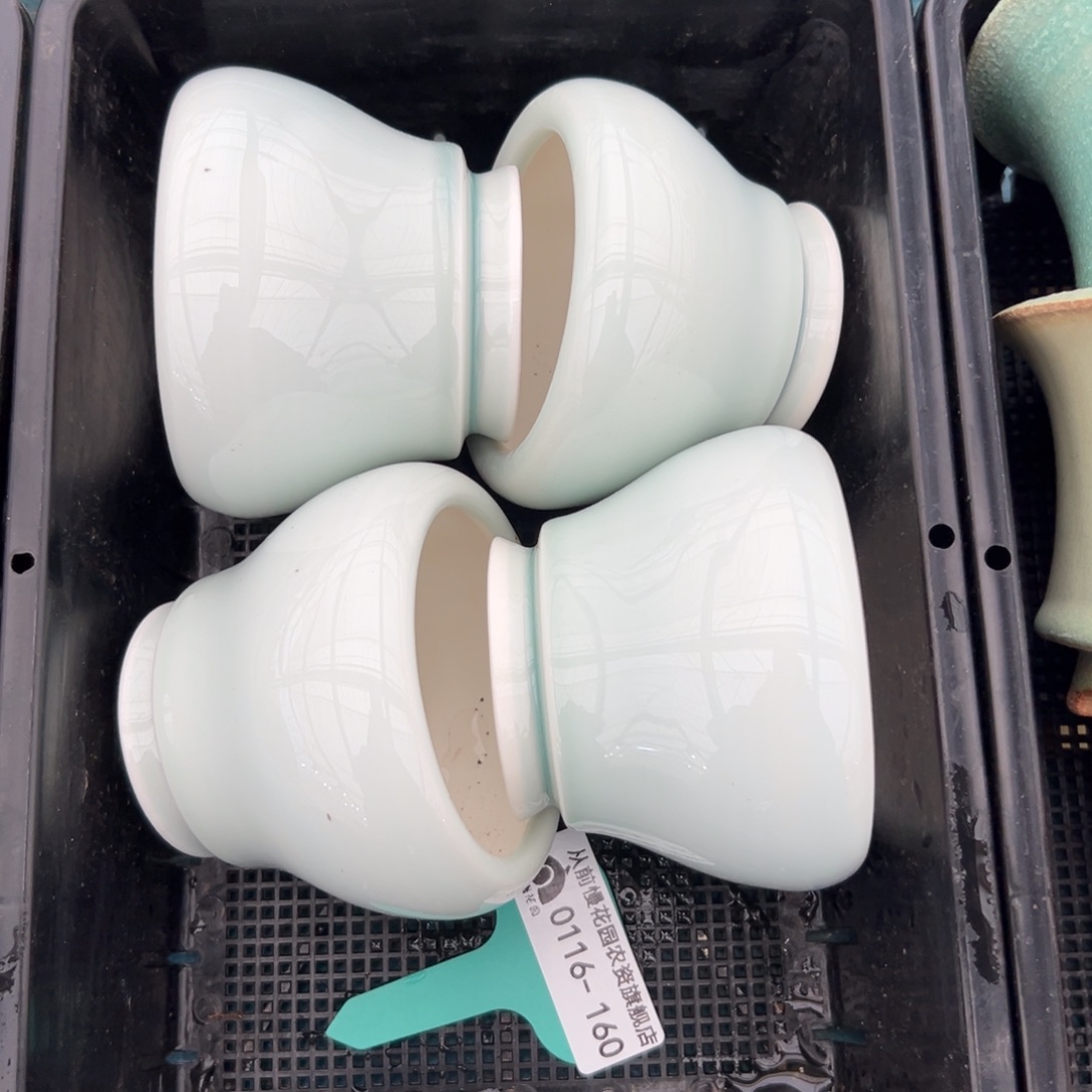 多肉精选编号0116.160