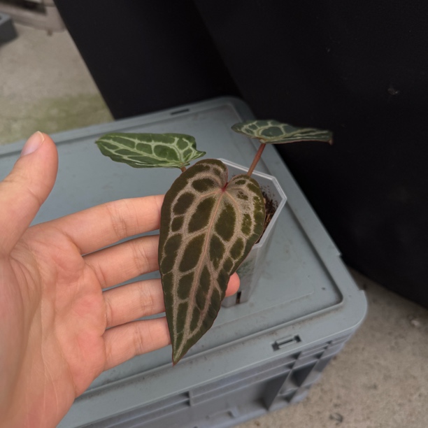 美版nse红水晶  花烛热植