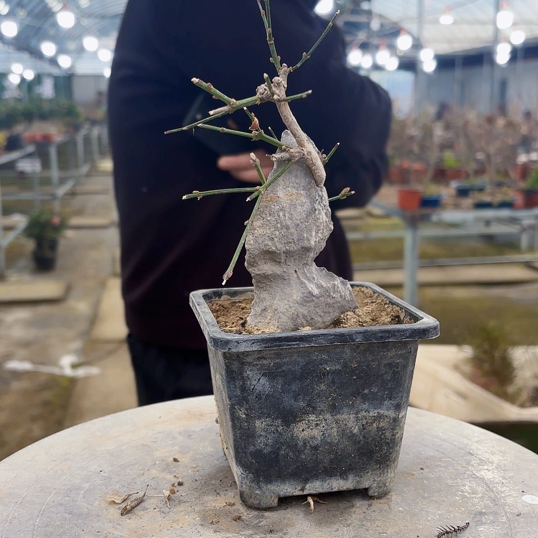 嘻***@无花朵迎春老桩盆景