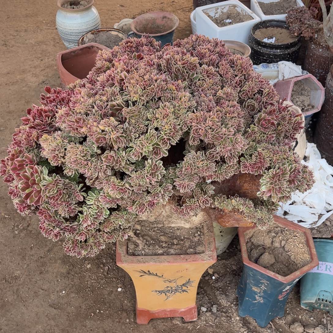 绿枝一物一拍鲜花绿植