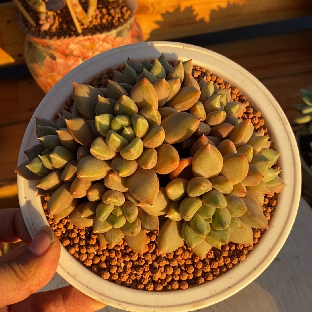 红象牙群多肉植物