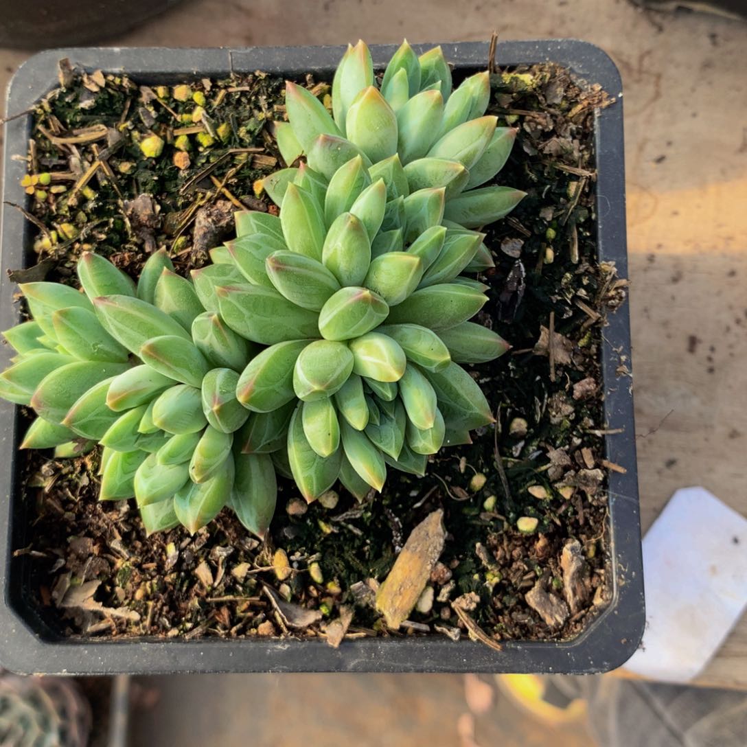 青花瓷群多肉植物