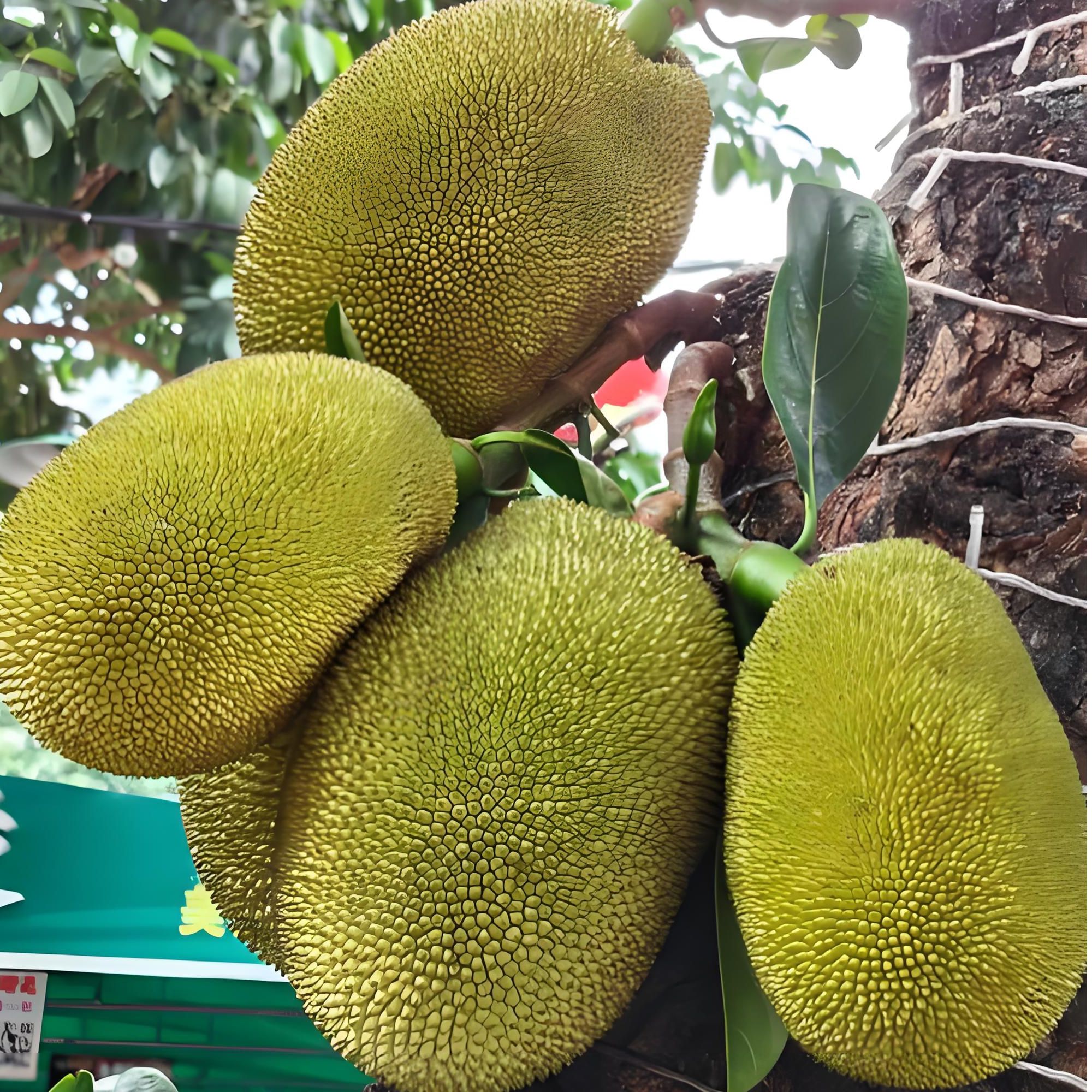 越南红肉菠萝蜜g【阿班果业】越南热带水果越南