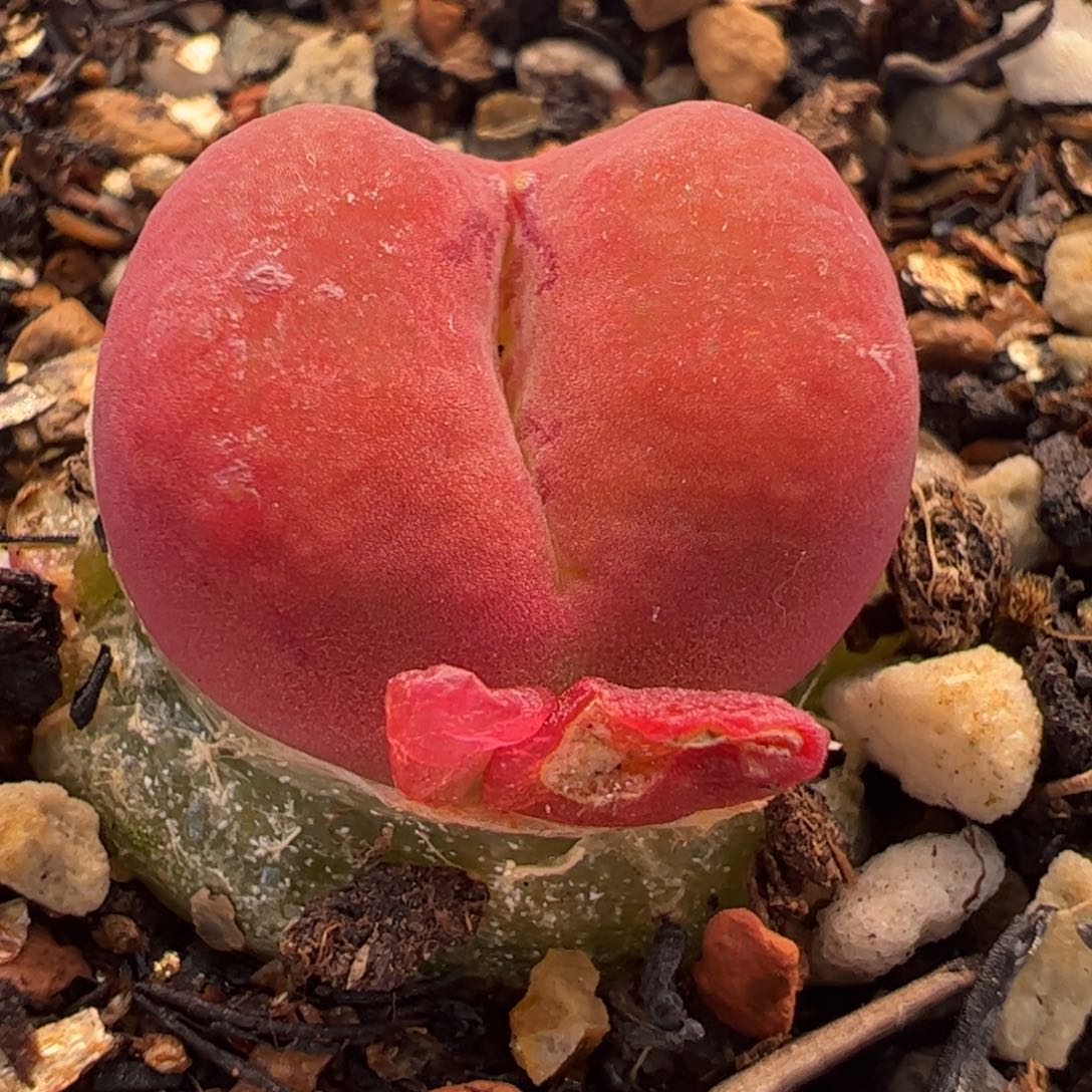 096多肉植物组合