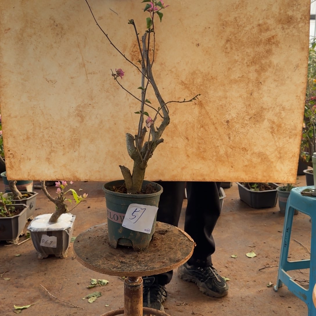 大部分开放少量花苞怡景 51脱