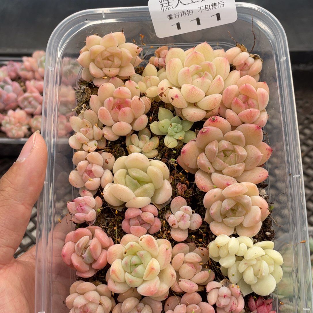 糕大上多肉植物111