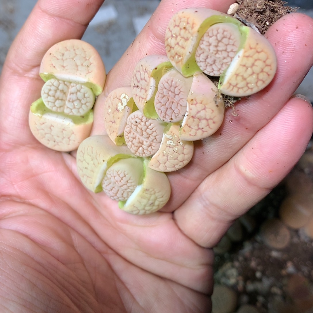 E219多肉植物保护