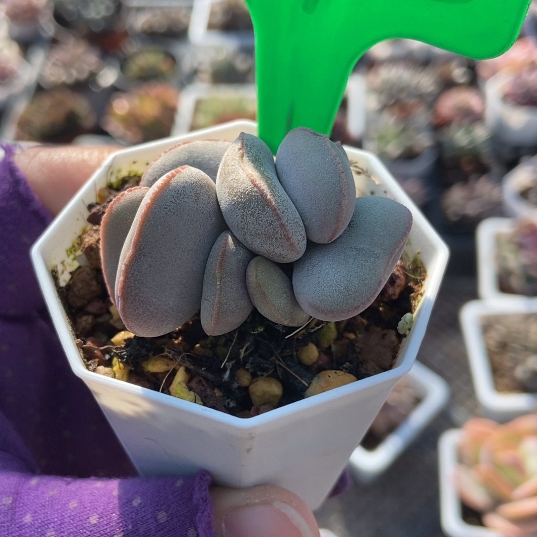 772红蛋多肉植物多肉