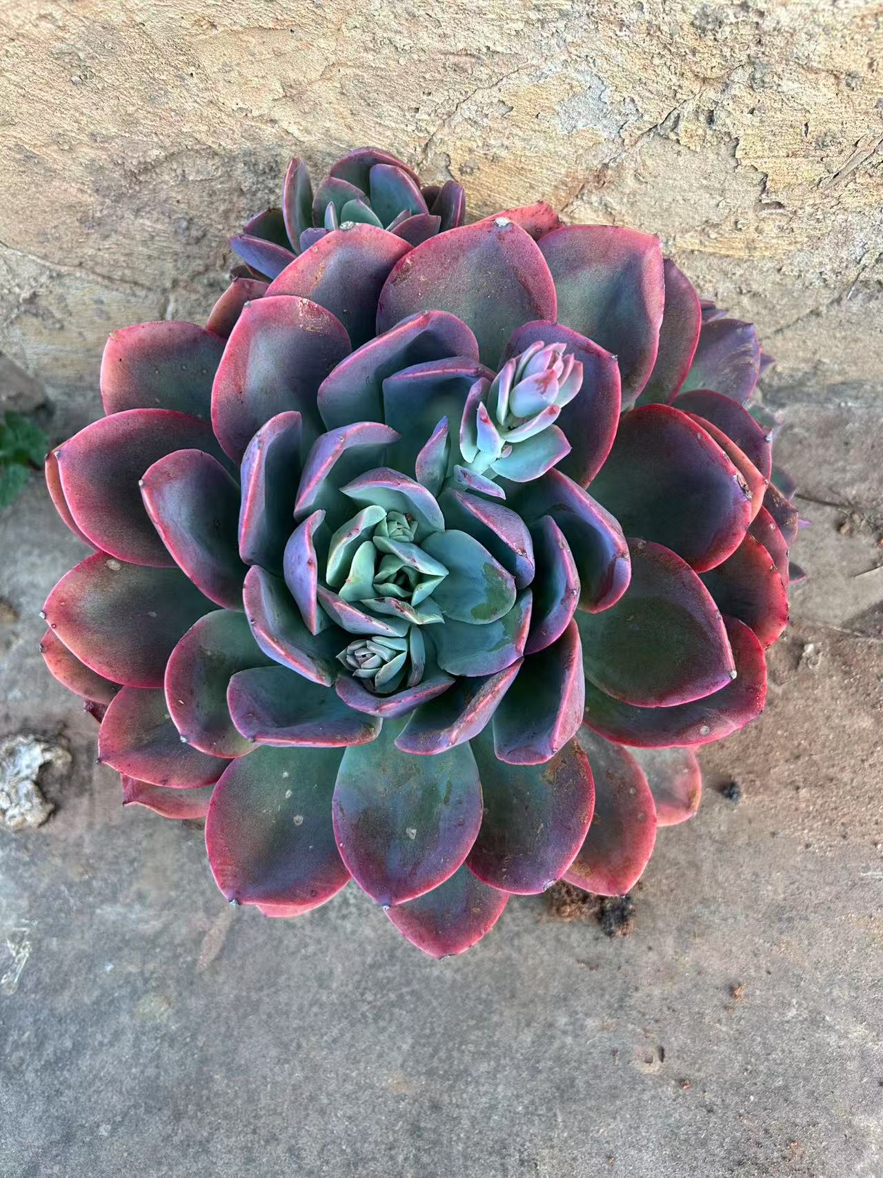 福利绮罗仙子多肉  一单包邮  轻微断肢不售后