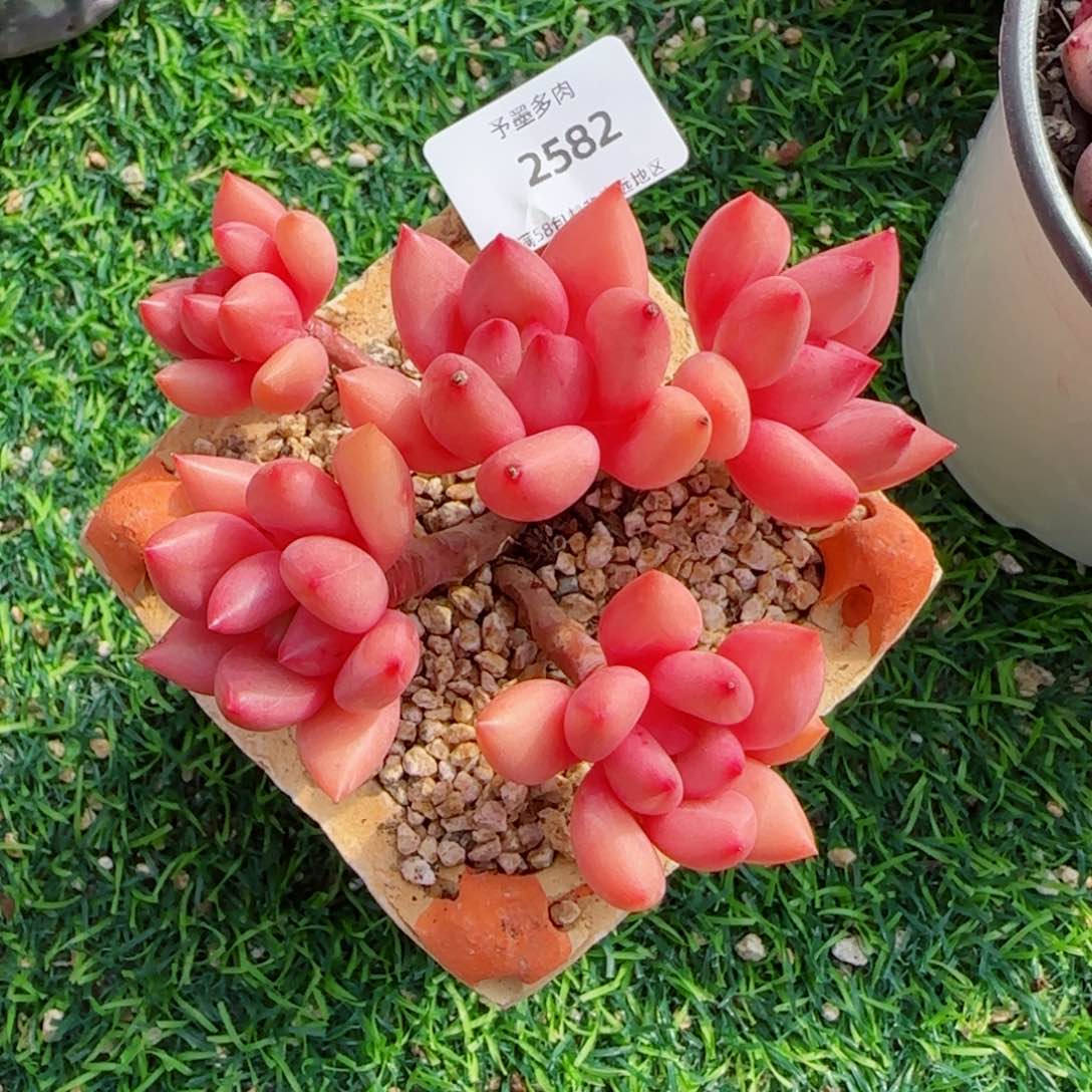 桃花源无砍，2582多肉