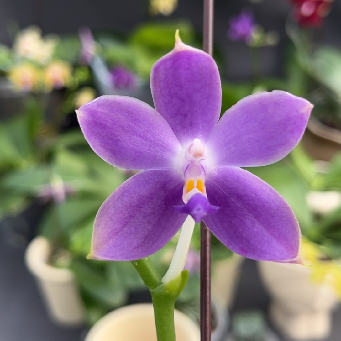 完全开放2.5寸yc61开花株