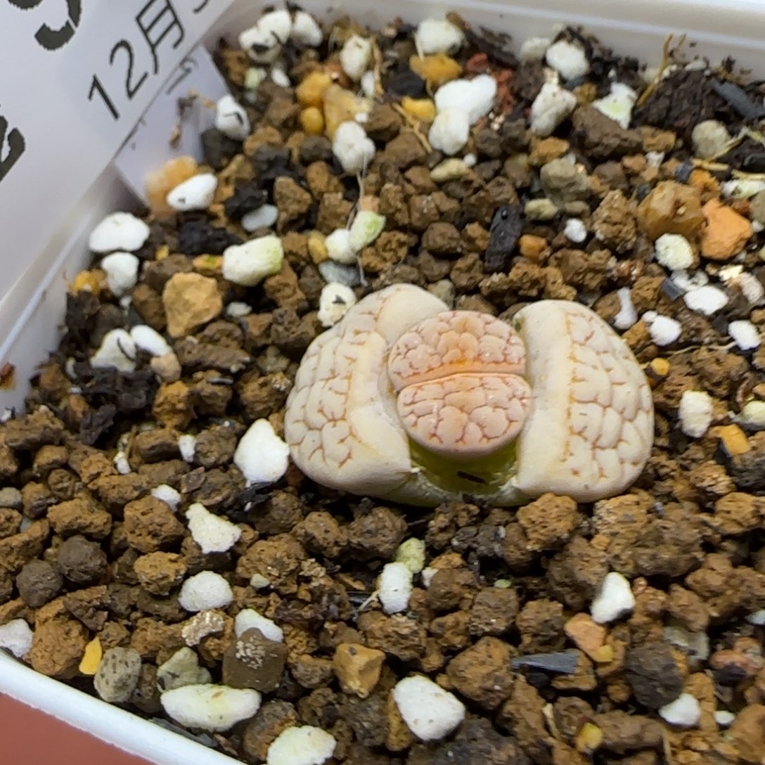 猛***酱12.30.c189 .9013