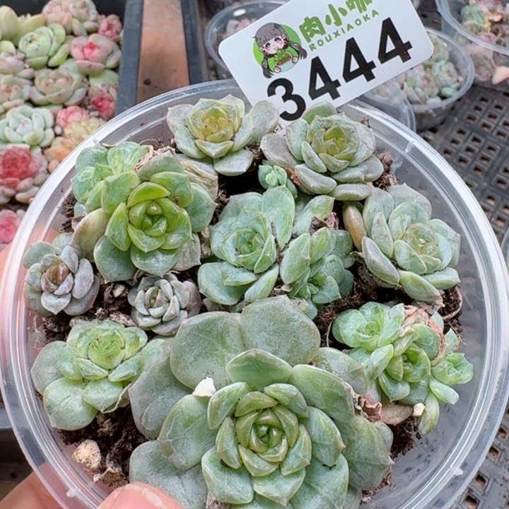 多肉植物多肉植物