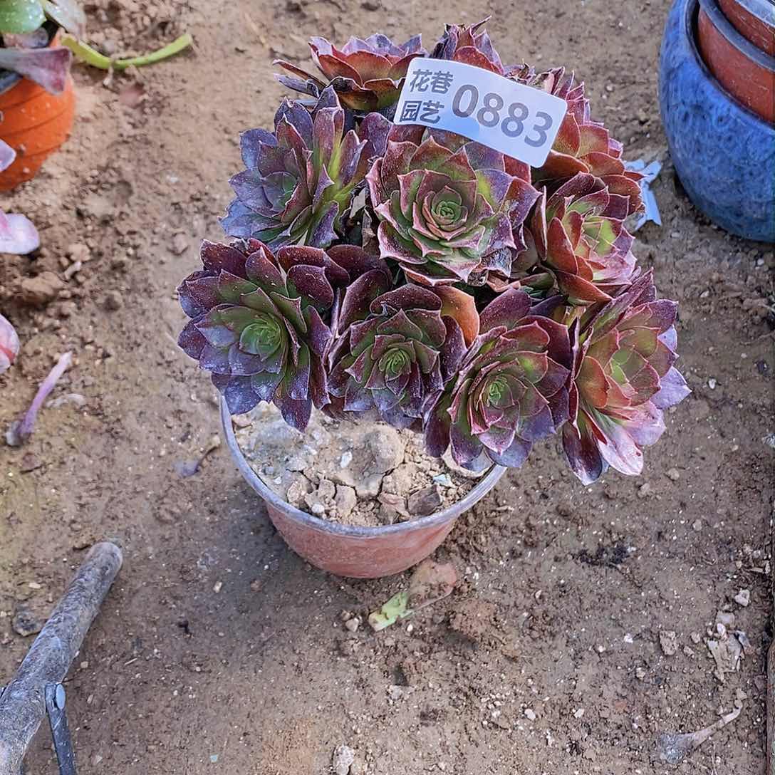 883 号一物一拍20包邮年后发货