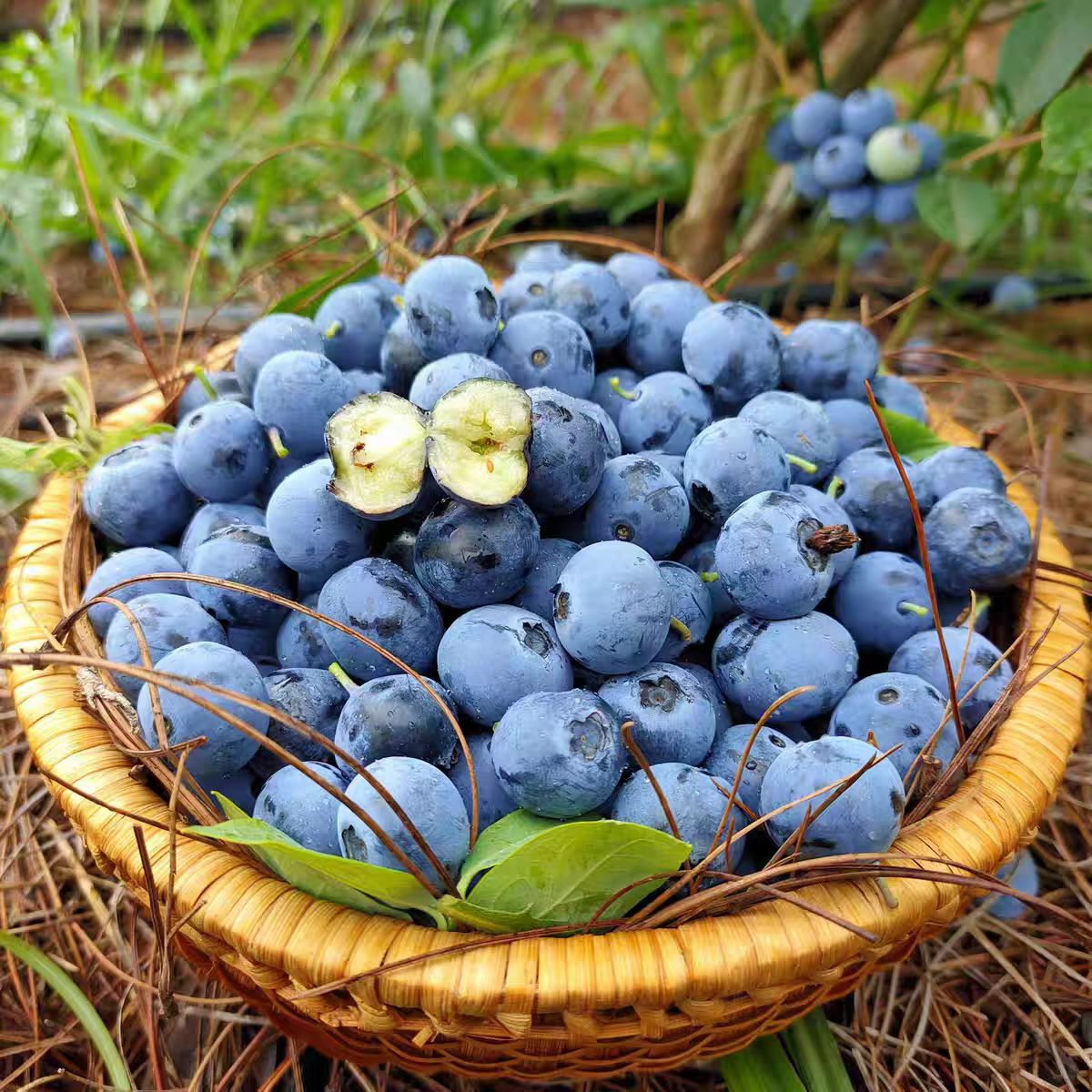 云南空运云端蓝莓杯云南省