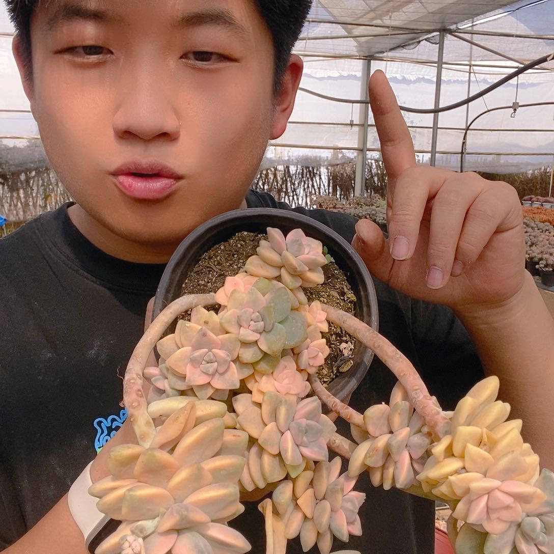 美杏锦特价整桩老桩