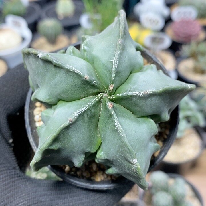 255号实生核桃鸾凤玉7.5cm