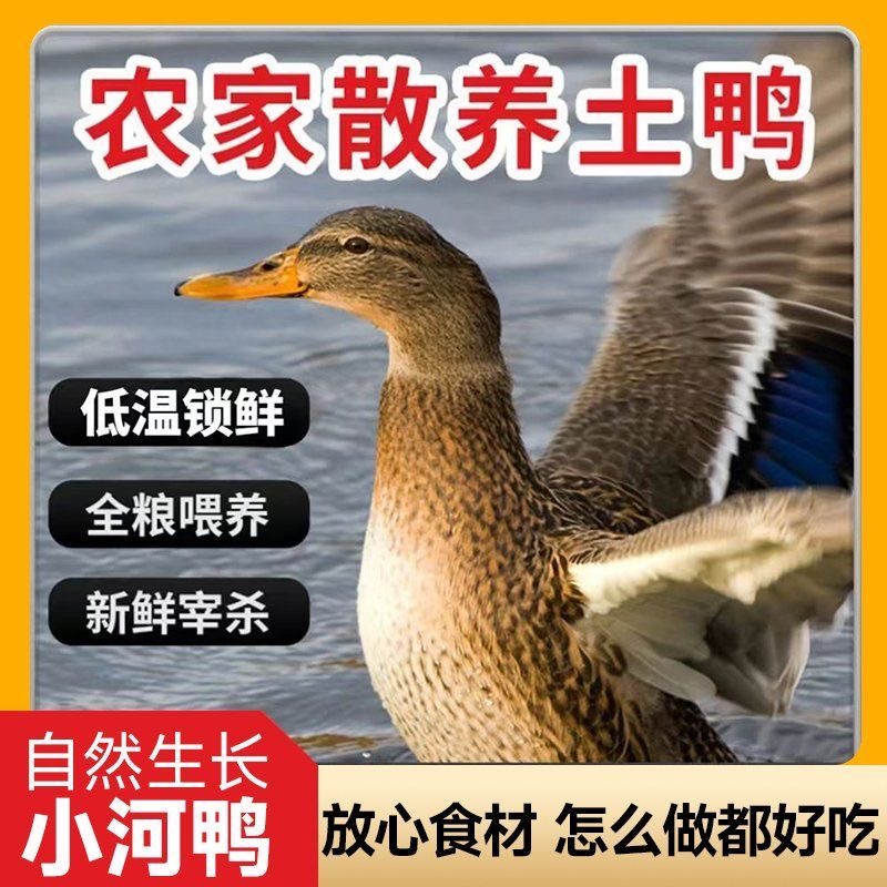 【土麻鸭】正宗400天皖南土麻鸭营养新鲜0抗0激素炖汤生鲜红烧