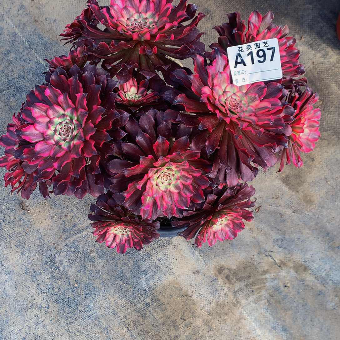 197多肉法师血迹