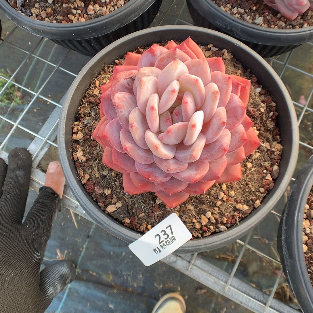 237梦露多肉植物666