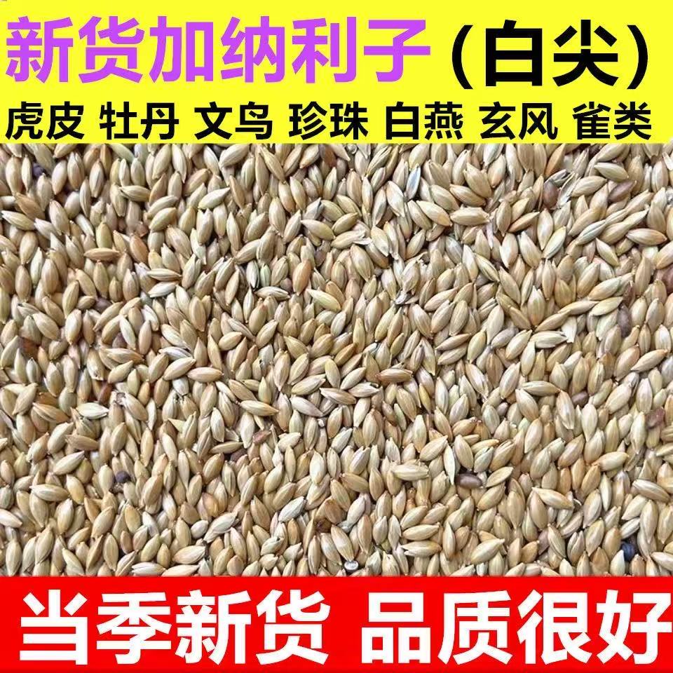 加纳利子鹦鹉油料文鸟虎皮牡丹玄凤专用油料新货