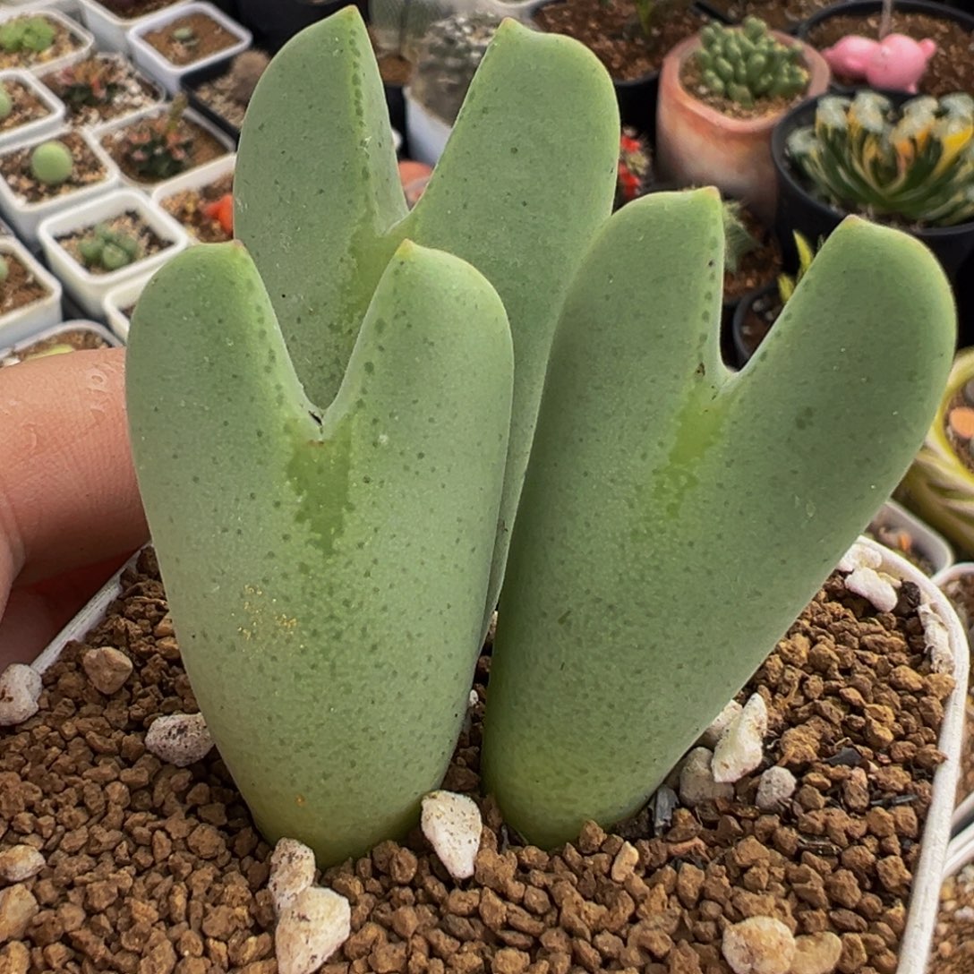 225多肉植物种类多样