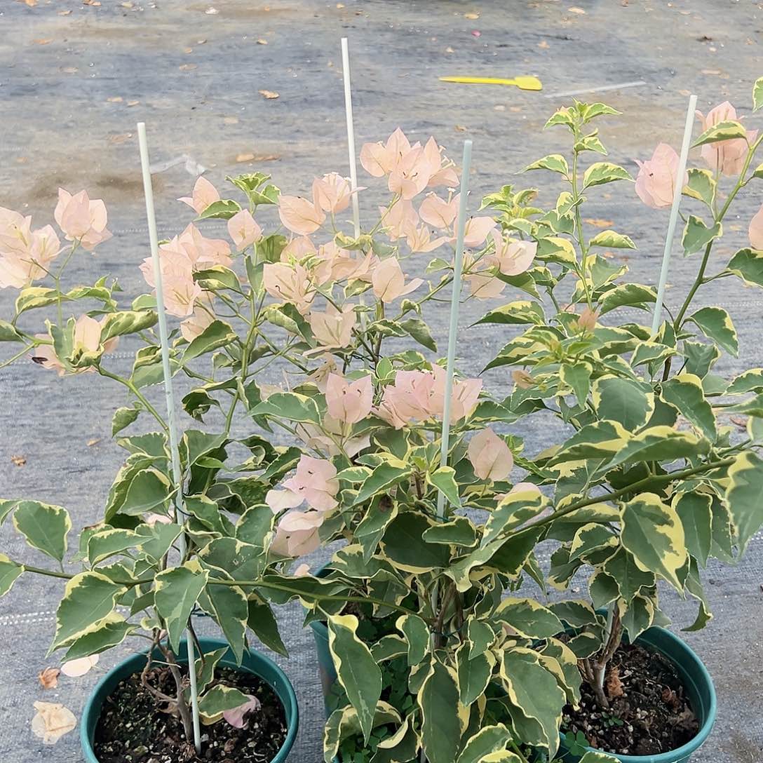 当前无花栽培后可以开花马斯一棵