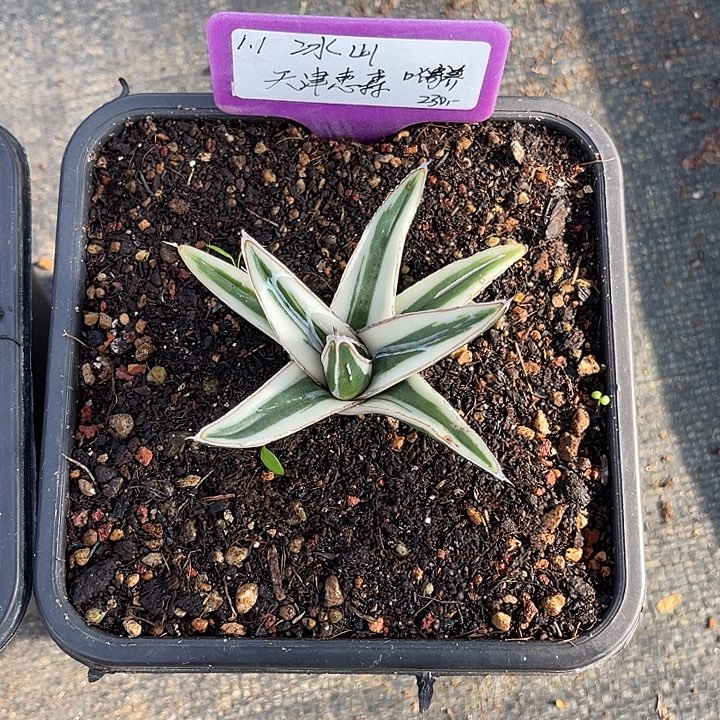 勋哥多肉冰山侧芽