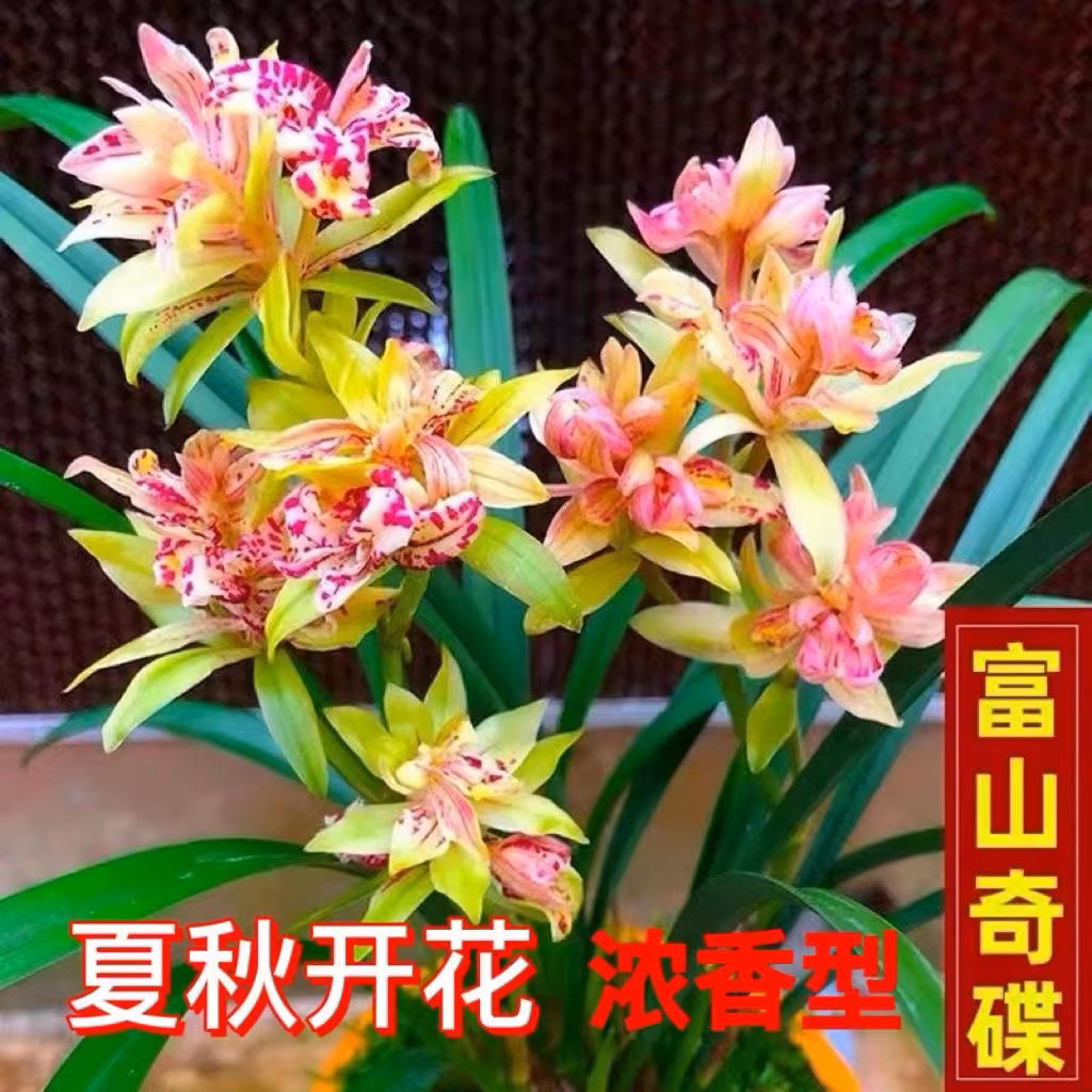 【富山奇蝶】建兰铭品奇花开花浓香好养易活室内绿植盆栽兰花盆栽