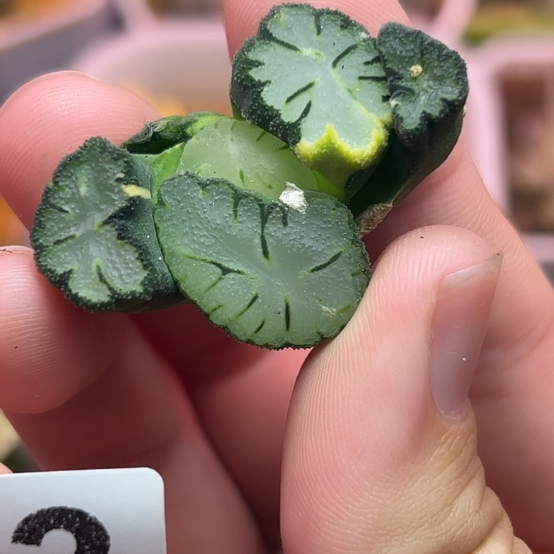 巨大化天照锦十二843