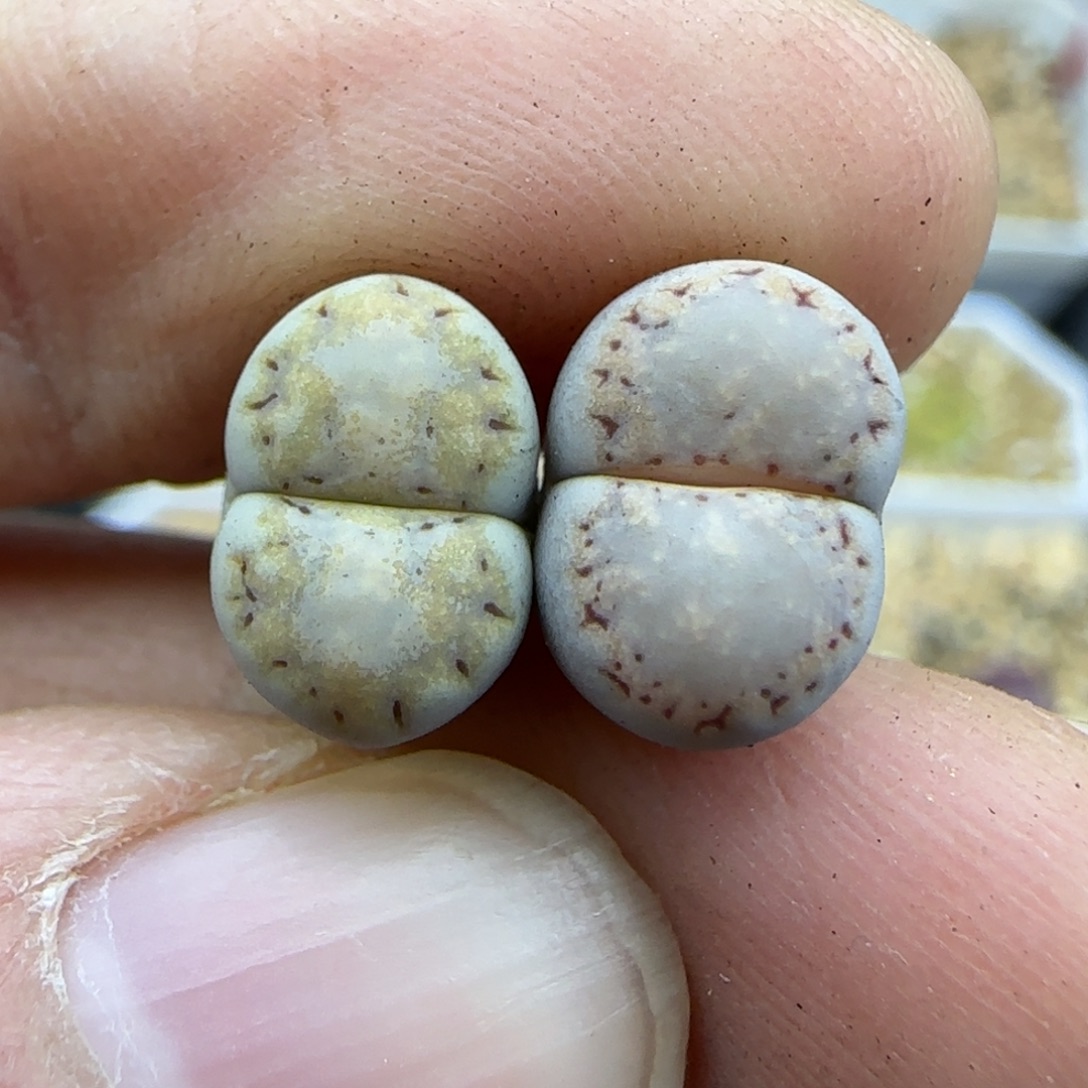 424小个子饼干清框福利30包邮