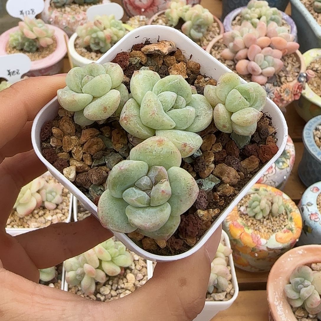 石化4头  有瑕     6cm