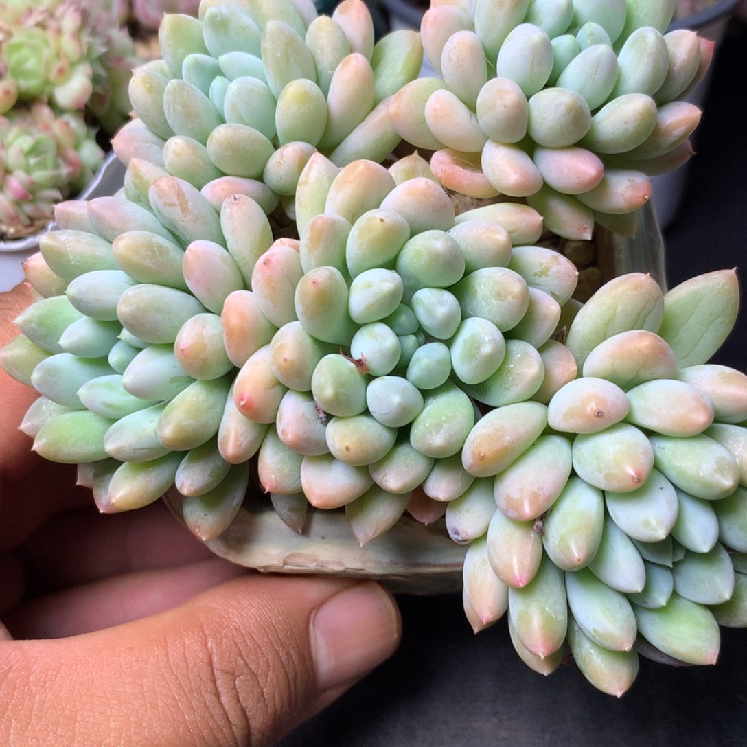 96 精品多肉一物一拍