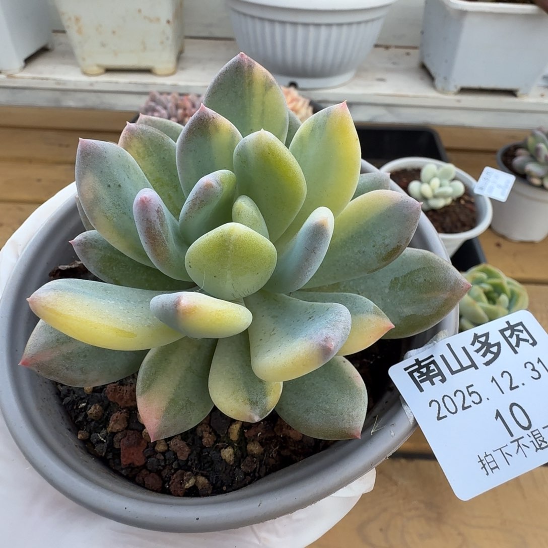 美人拉丝锦111231-10