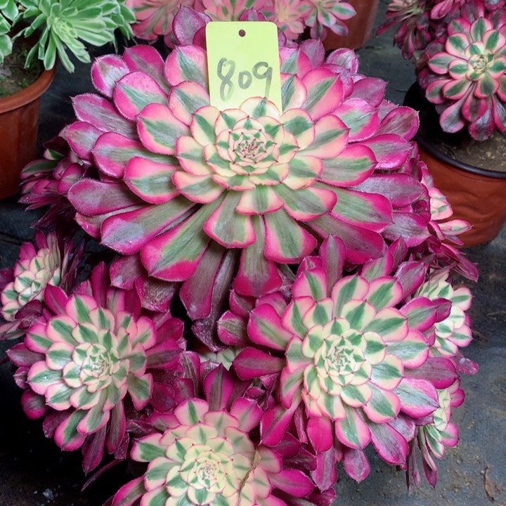 809红铜白多肉111111