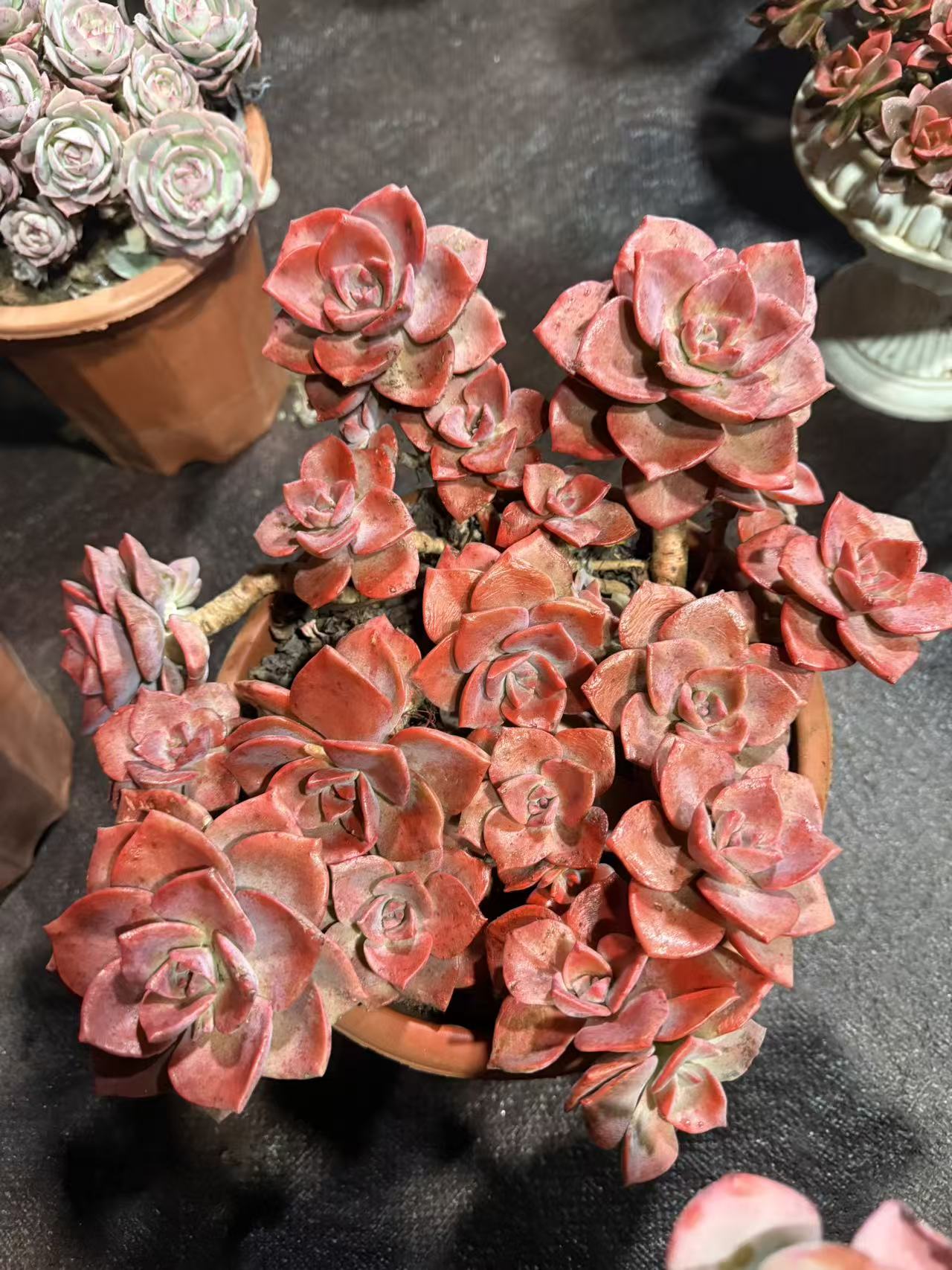 精品多肉  彩虹糖