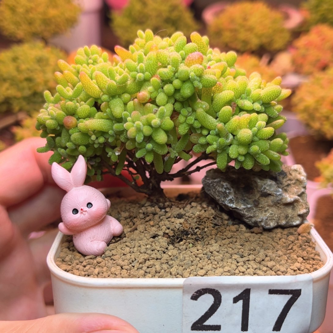 无花朵217蜜桔糖球